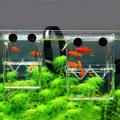 Pf Isolation PF Aquarium Isolation Box (for breeding or quarantine use) – J Aquatic ...